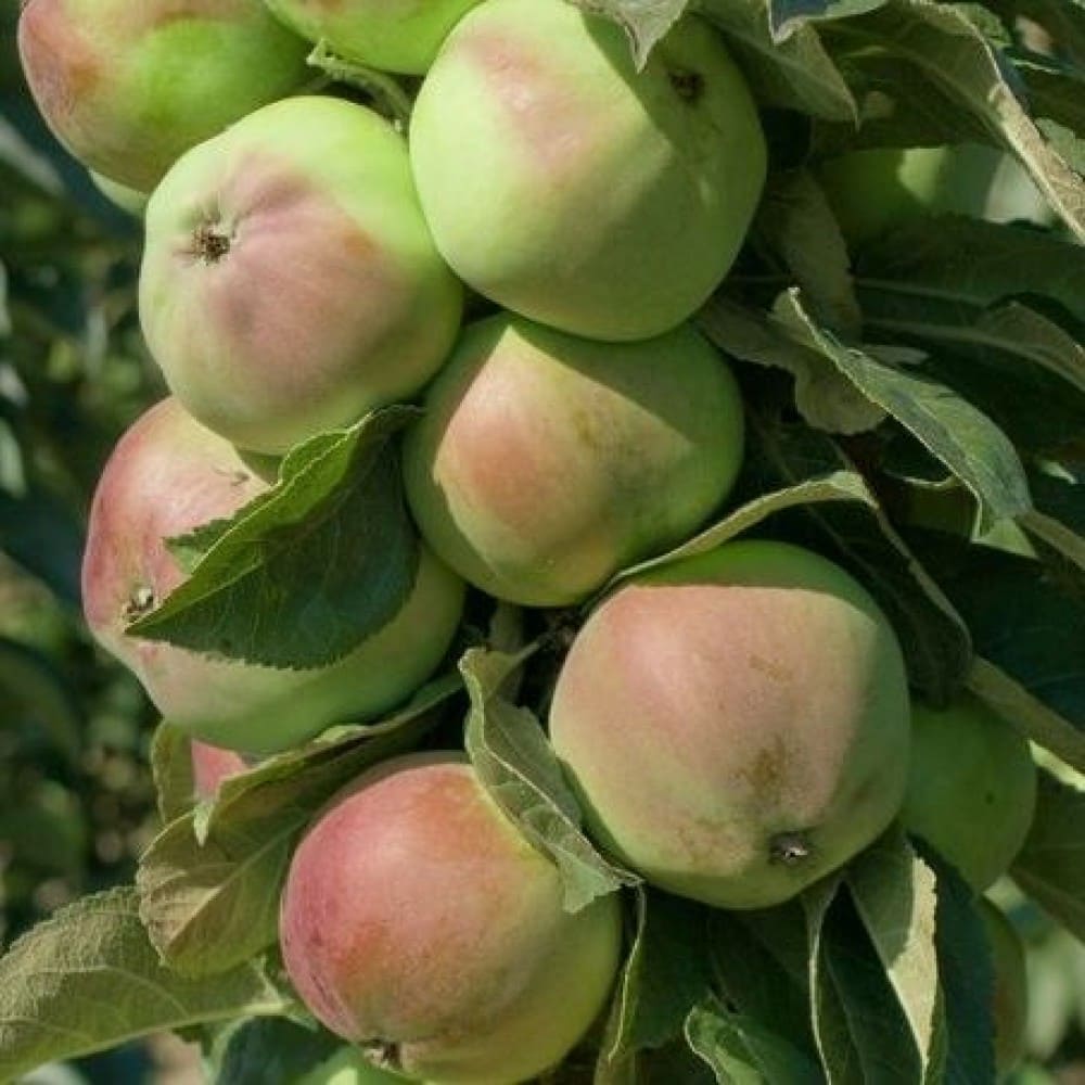 Яблоня домашняя Каскад